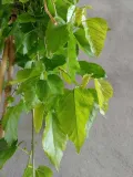 morwa-biala-pendula-c10-stan-nowy