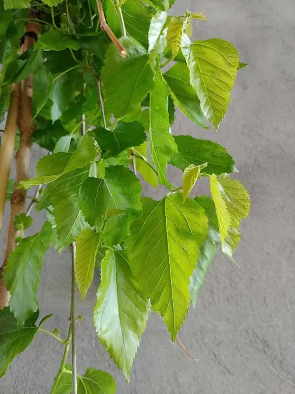 morwa-biala-pendula-c10-rodzaj-rosliny-inny