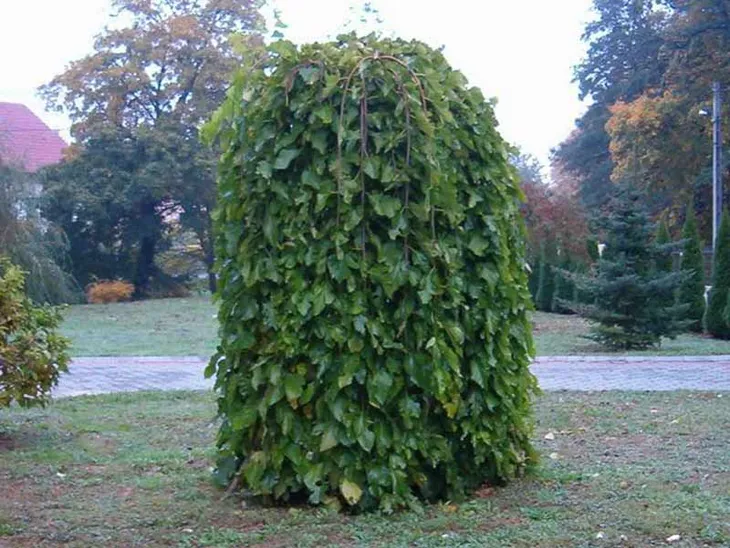 morwa-biala-pendula-c10-producent-szkolka-roslin-ozdobnych-a-r-koblanscy