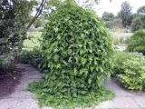 morwa-biala-pendula-c10-nazwa-lacinska-morus-alba