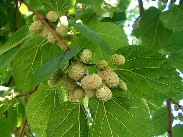 morwa-biala-pendula-c10-rodzaj-rosliny-inny-stan-nowy