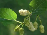 morwa-biala-pendula-c10-rodzaj-rosliny-inny-producent-szkolka-roslin-ozdobnych-a-r-koblanscy