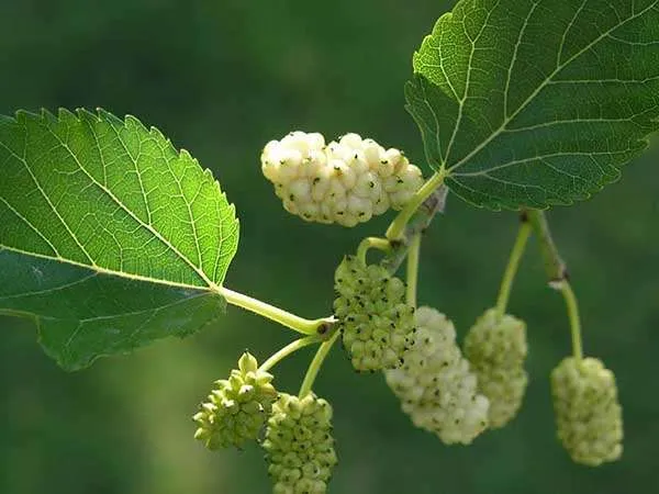 morwa-biala-pendula-c10-rodzaj-rosliny-inny