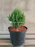 jalowiec-chinski-stricta-c3-rodzaj-rosliny-inny
