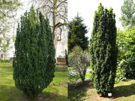 cis-pospolity-fastigiata-zimozielony-kolumnowy-p9