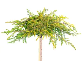 jalowiec-goldschatz-na-pniu-90cm-przewisajacy-c4
