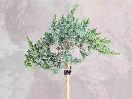 jalowiec-sibirica-na-pniu-80cm-szaroniebieski-c4