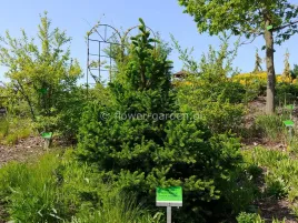 swierk-pospolity-will-s-zwerg-regularny-stozek-c3