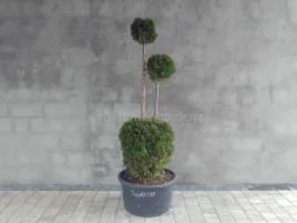 zywotnik-zachodni-smaragd-160cm-3-kule-80835-c60