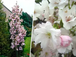 wisnia-pilkowana-amanogawa-kolumnowa-c75