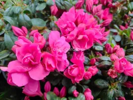 azalia-japonska-tornella-ciemny-roz-miniatura-c2