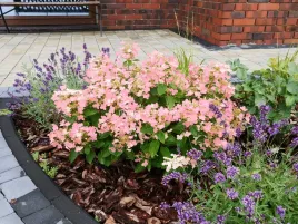 hortensja-bukietowa-polestar-wczesnie-kwitnaca-c3