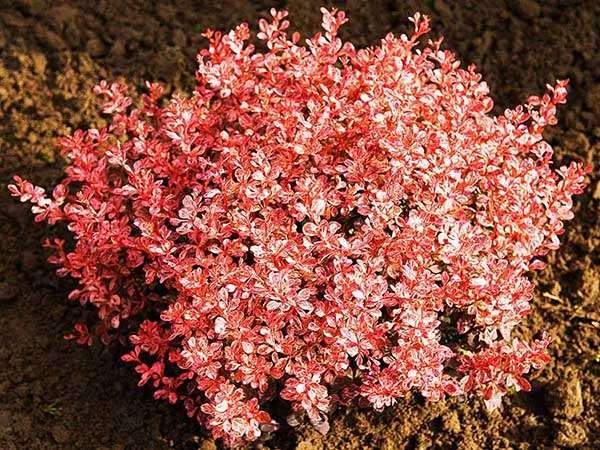 berberys-inspiration-c25-stan-nowy