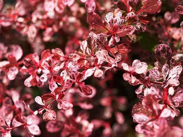 berberys-inspiration-c25-producent-szkolka-roslin-ozdobnych-a-r-koblanscy