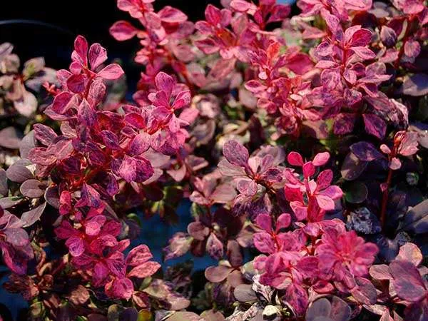 berberys-inspiration-c25-nazwa-lacinska-inna