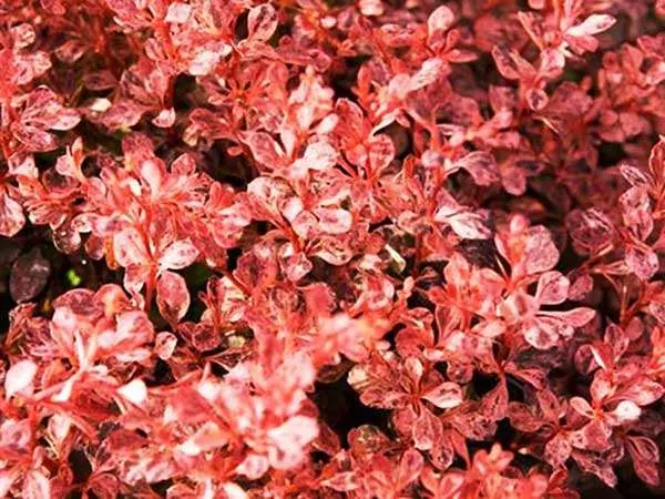 berberys-inspiration-c25