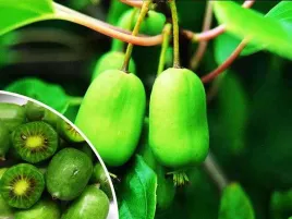 aktinidia-issai-miniaturowe-kiwi-samopylne-c2