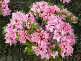 azalia-japonska-kermesina-rose-dwubarwne-kwiaty-c2