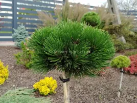 sosna-bosniacka-smidtii-na-pniu-c4