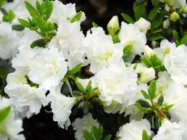 azalia-japonska-schneeperle-snieznobiala-c2