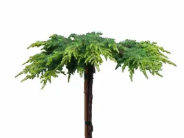 jalowiec-lemon-carpet-na-pniu-80cm-c4