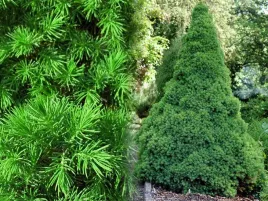 swierk-bialy-conica-ladny-gesty-stozek-c3