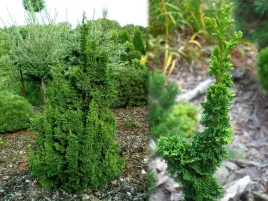 zywotnik-zachodni-tuja-malonyana-holub-p9