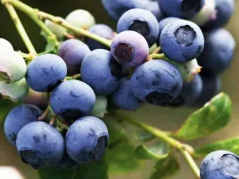 borowka-amerykanska-bluejay-sredniowczesna-smaczna-c2