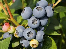 borowka-amerykanska-elliot-bardzo-pozna-slodka-c2