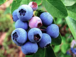 borowka-amerykanska-toro-c2