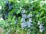 borowka-amerykanska-toro-c2-nazwa-lacinska-vaccinium-corymbosum