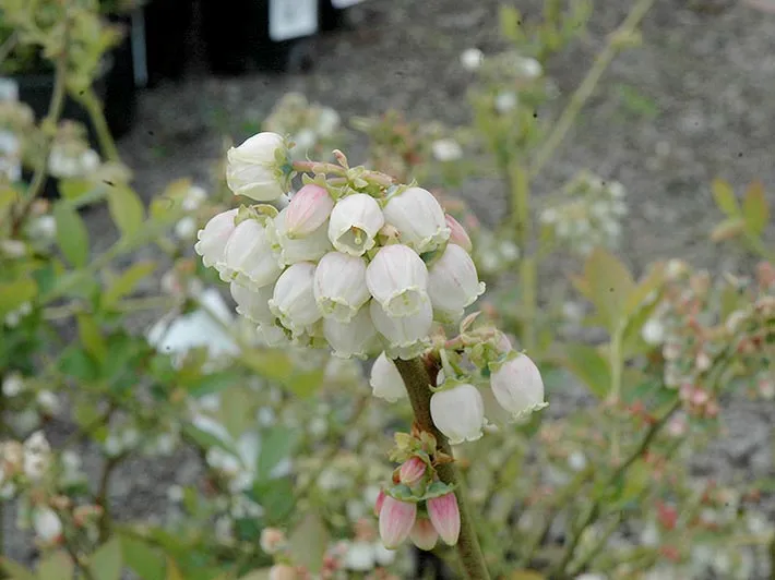 borowka-amerykanska-duke-c5-stan-nowy