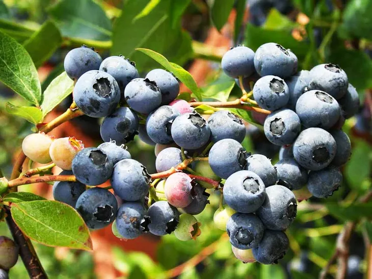 borowka-amerykanska-duke-c5-odmiana-duke