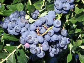 borowka-amerykanska-early-blue-sadzonki-c2