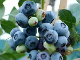 borowka-amerykanska-chandler-c2