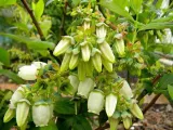 borowka-amerykanska-chandler-c5-odmiana-chandler