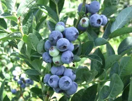 borowka-amerykanska-bluegold-3-letnie-sadzonki-c2