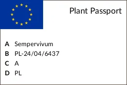 rojnik-taurus-p12-nazwa-lacinska-sempervivum