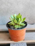 rojnik-taurus-p12-nazwa-lacinska-sempervivum