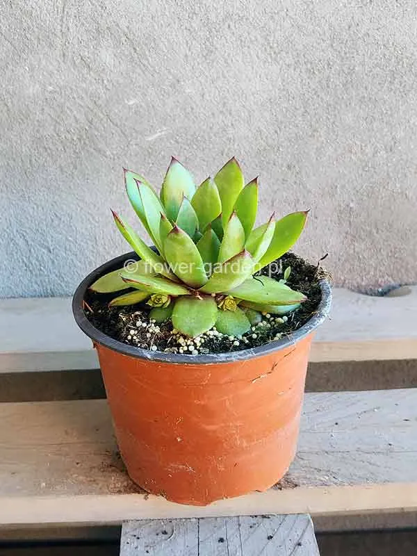 rojnik-taurus-p12-nazwa-lacinska-sempervivum