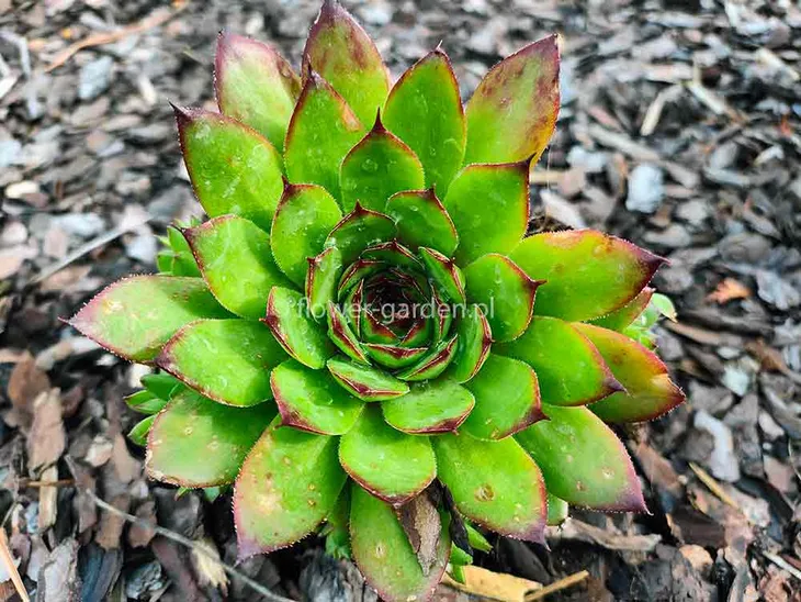 rojnik-taurus-p12-rodzaj-rojnik