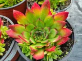 rojnik-taurus-p12-nazwa-lacinska-sempervivum-rodzaj-rojnik
