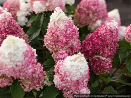 hortensja-bukietowa-living-colourful-cocktail-pbr-niska-c3