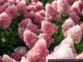 hortensja-bukietowa-living-pinky-promise-pbr-niska-pieknie-kwitnie-c3