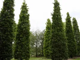 dab-szypulkowy-fastigiata-kolumnowy-c6