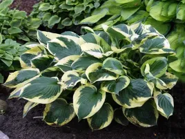 funkia-twilight-wieloletnia-grube-sercowate-liscie-c2