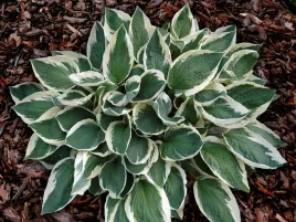 funkia-patriot-efektowne-dwubarwne-liscie-c2