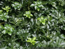 runianka-japonska-green-sheen-blyszczace-liscie-zimozielona-p9