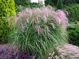 miskant-chinski-flamingo-jedwabiste-pioropusze-c2