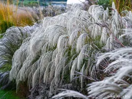 miskant-chinski-silver-charm-widowiskowe-kwiatostany-p9